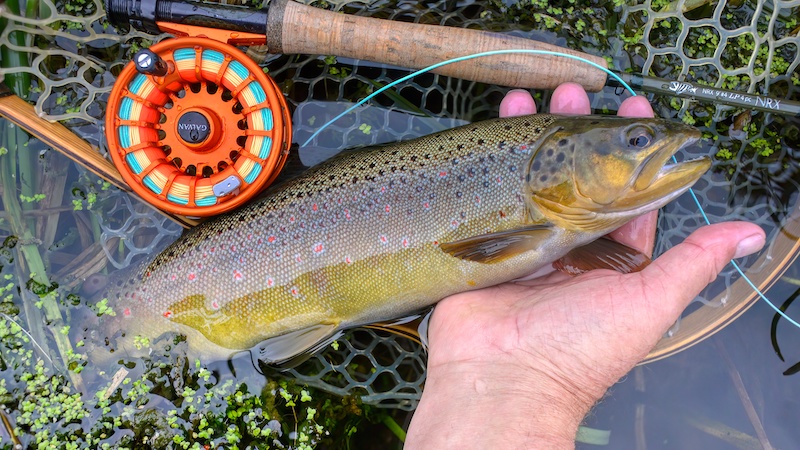 221028 lake brown trout