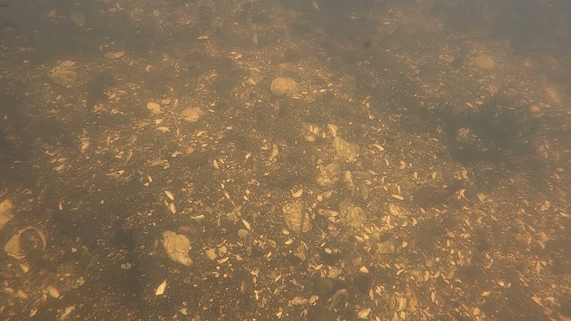 221030 bredningen oysters