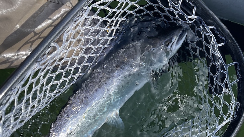 230412 bornholm trout