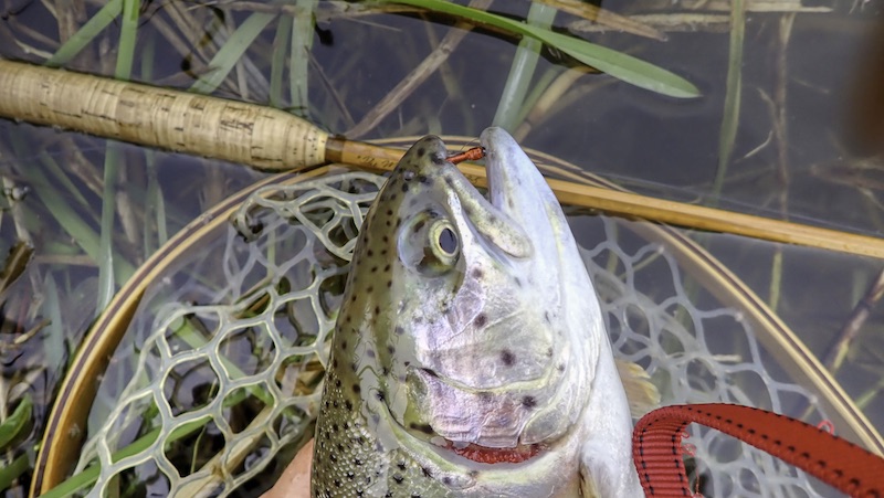 230423 milldam rainbou trout