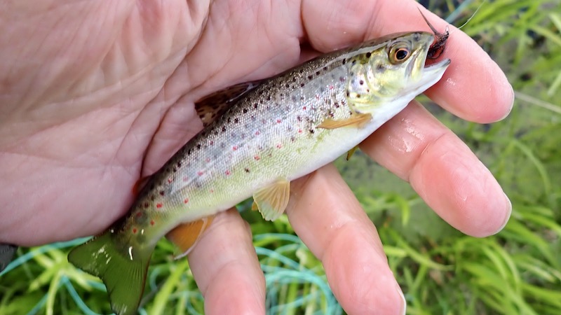 230526 milldam browntrout