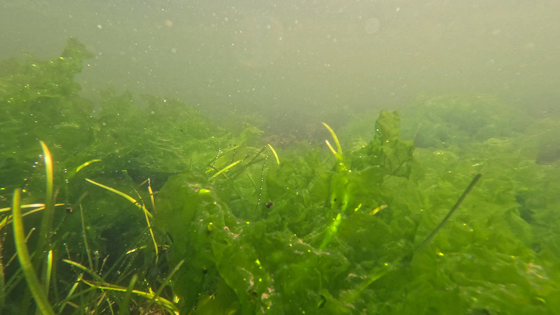 230608 bramslev aalegraes
