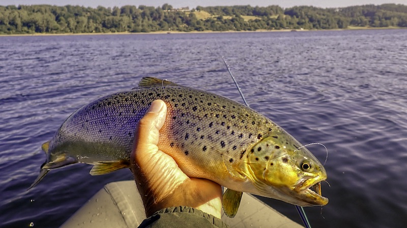 230608 bramslev trout
