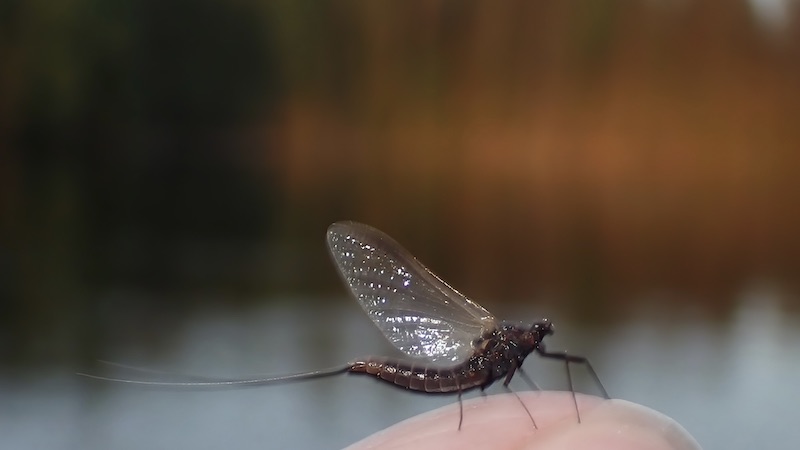 230611 rena deset mayfly