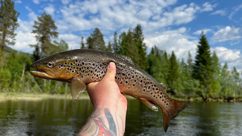 John Bond med Rena ørred 230616 rena bond trout