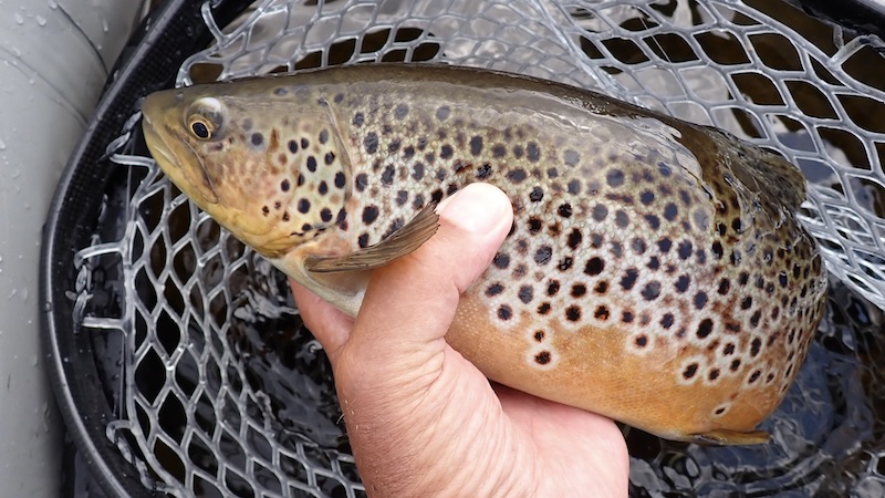 Rena ørred 230616 rena hl trout