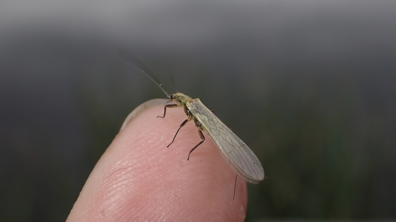 230619 rena stonefly