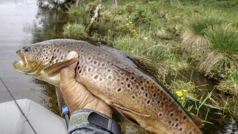 230619 rena trout