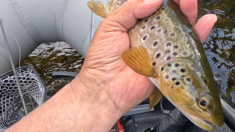 230622 rena trout