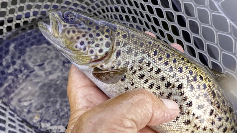 230625 rena trout