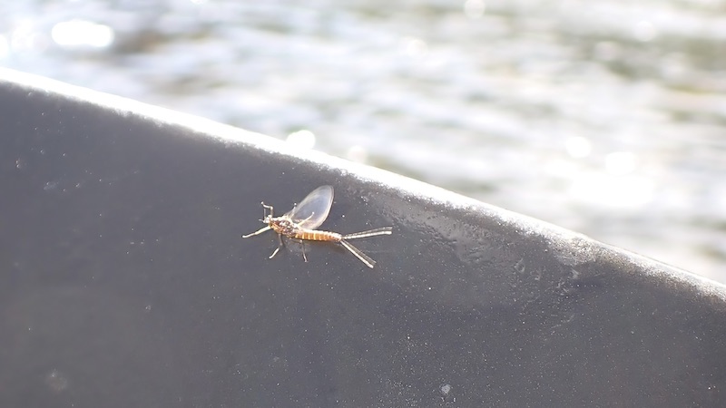 Døgnflue på åren 230627 rena mayfly