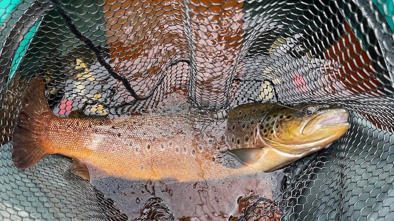 230629 rena trout jonas