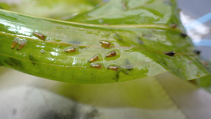 230716 rena sedge larver