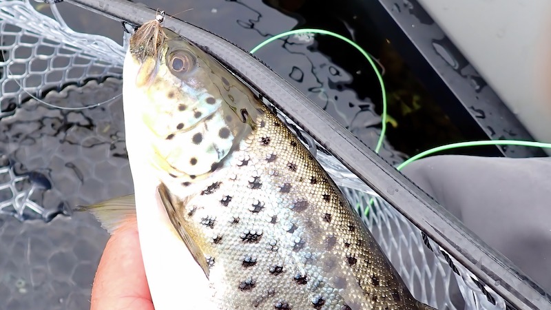 2308018 mariager trout