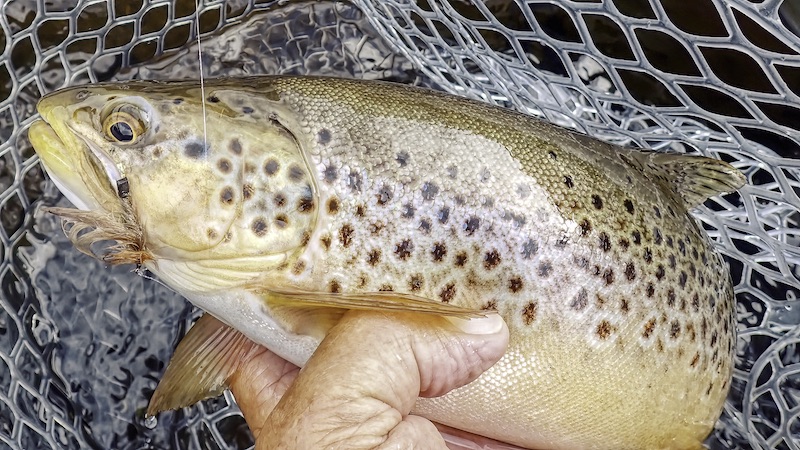 Ørreden blev friste af slørvingen 230802 rena trout stonefly