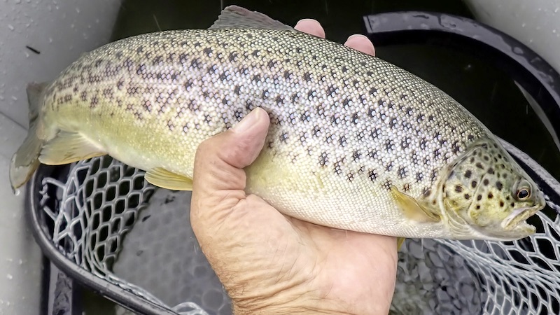 230816 mariager trout