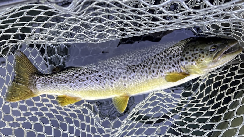 230915 mariager hobro male trout