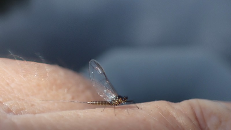230921 rena mayfly
