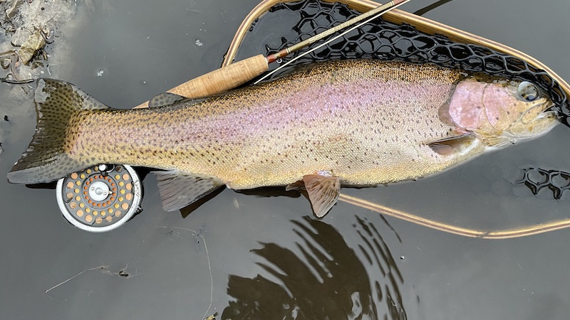 240101 milldam rainbow trout