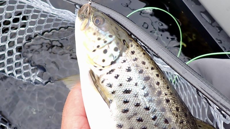 240224 mariager trout