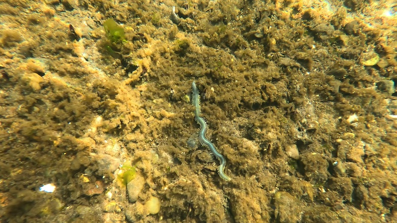 240321 mariager worm