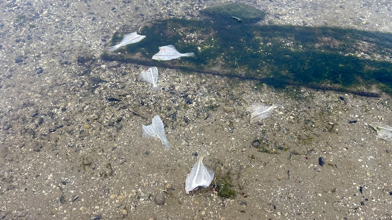 240324 mariager fjord skrubber