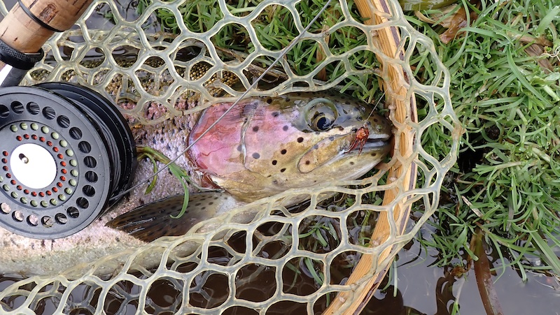 Regnbueørred på nymfe 240809 milldam trout colered