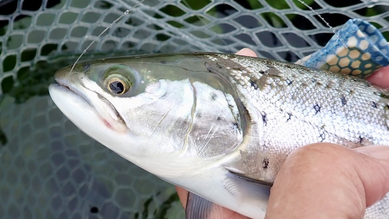 240412 stevns trout