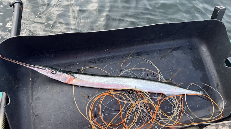 240427 fyn gabet hornfisk