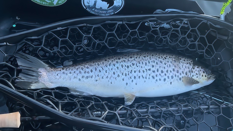 240504 mariager kajak trout