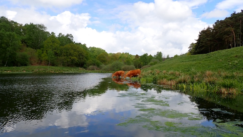 Tørs! 240508 hans klinken cows