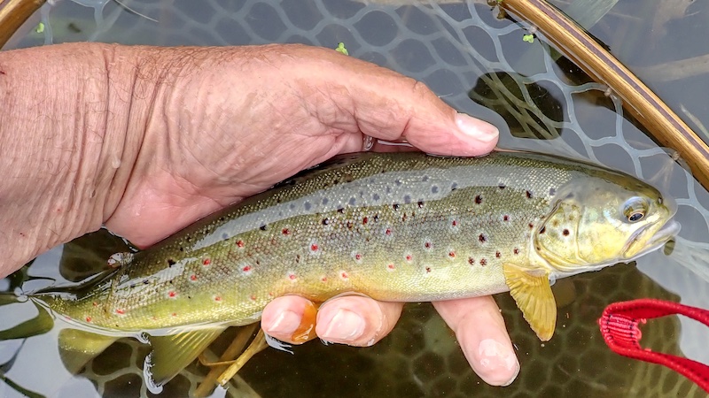 Bækørred 240523 milldam browntrout