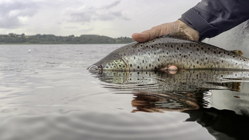 240616 mariager hobro trout