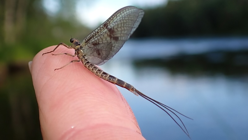 240630 rena mayfly