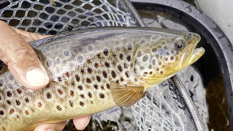 240630 rena trout blue dot