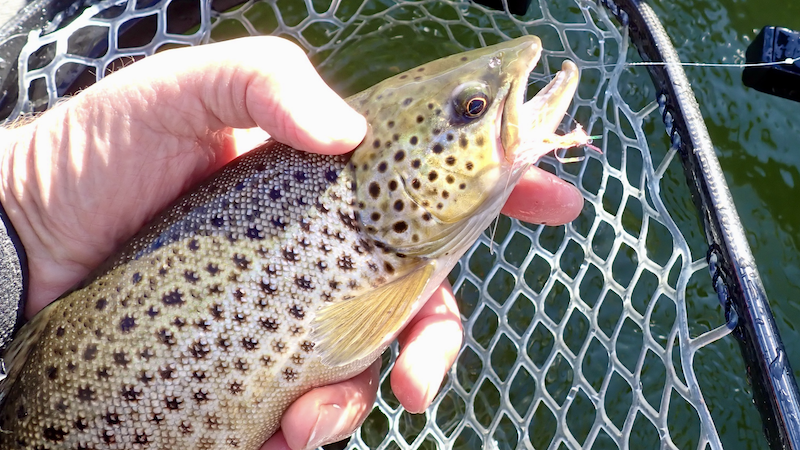 241002 mariager Fjord trout