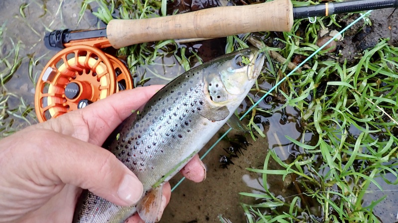241218 milldam blank trout