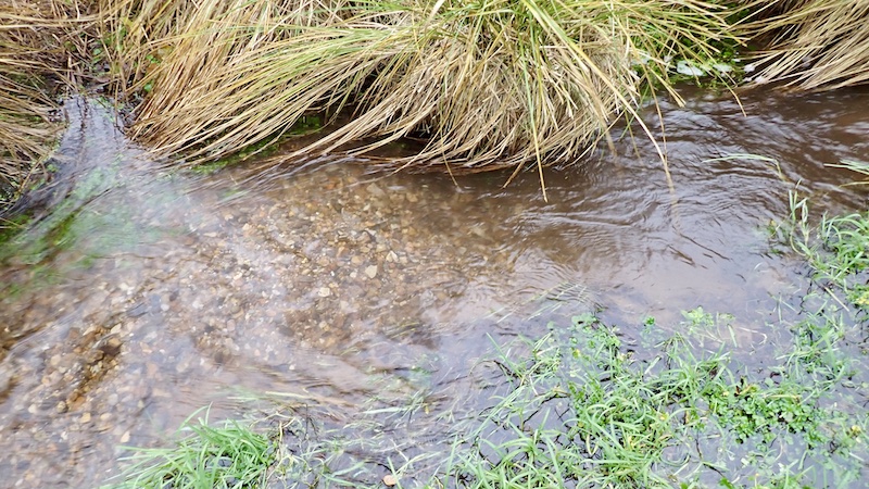 241218 milldam spawning