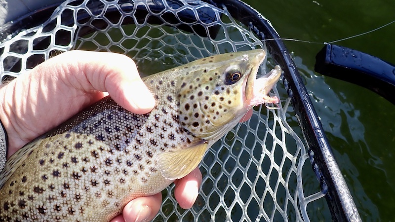 Ørred 241223 bramslev trout