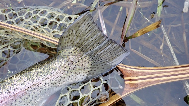 241226 milldam tail