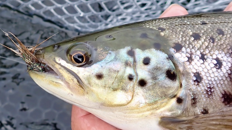250318 mariager trout