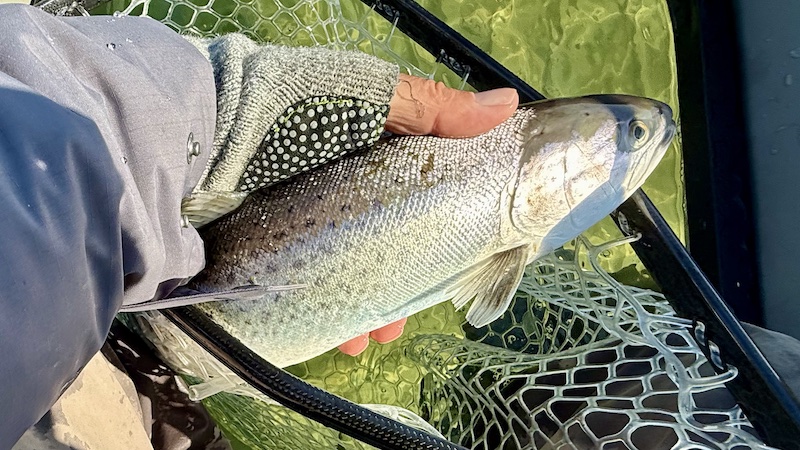 250320 fjellerup trout