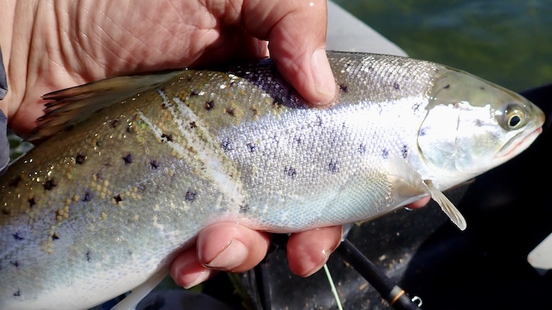 Garhskadet ørred fra Randers Fjord 250326 udbyhoj trout garnskade