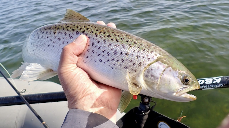 Ørred fra Randers Fjord 250326 udbyhoj trout