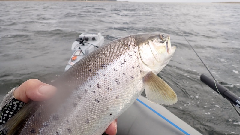 Ørred fra Randers Fjord 250327 udbyhoj trout
