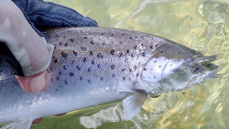 Ørred fra Stevns 250403 stevns trout