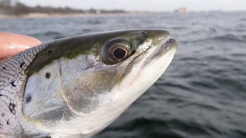 Ørred fra Østersøen 250404 ystad trout