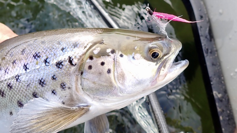 250408 skillinge fisk pinky