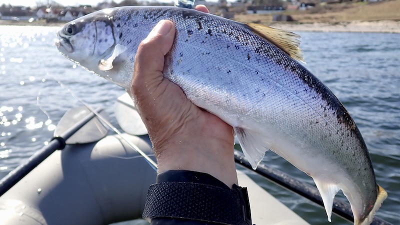 Ørred 250409 vig blank trout