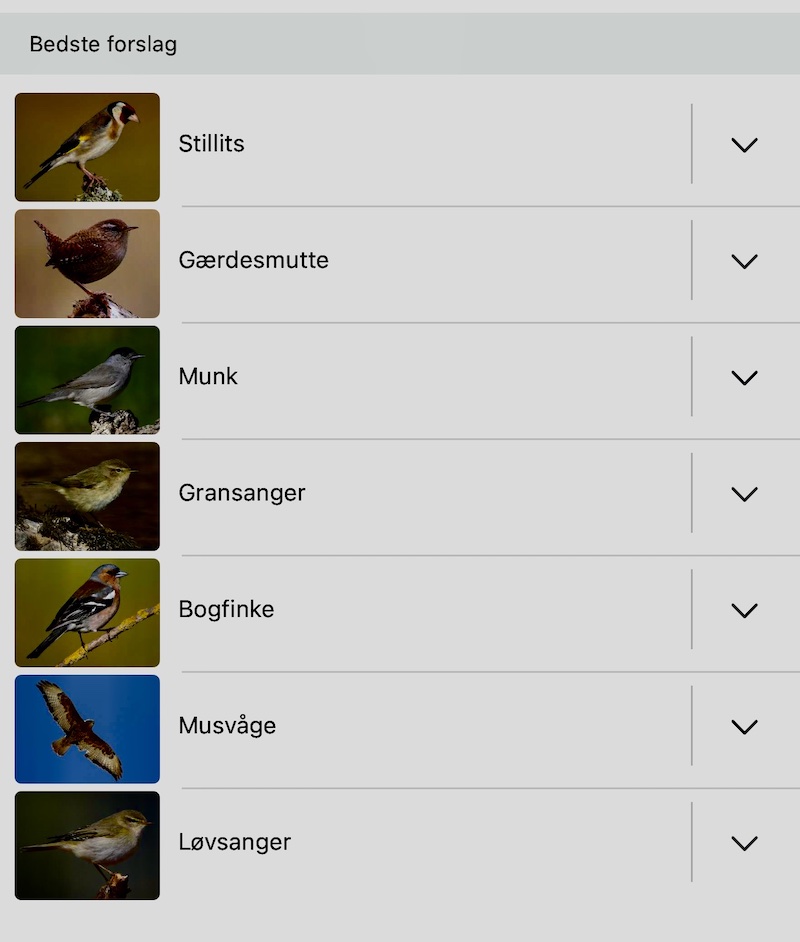 Fugle på app'en 250426 mill birds